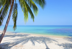 iStock Beach with coconut