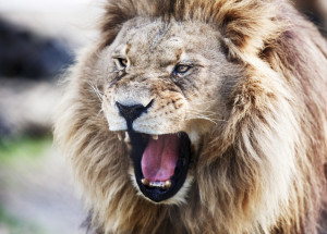 Lion roaring.