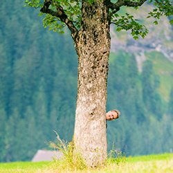 Hiding behind tree