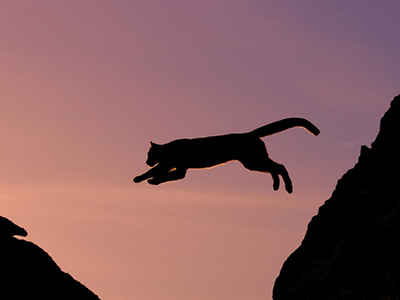 cat jumping