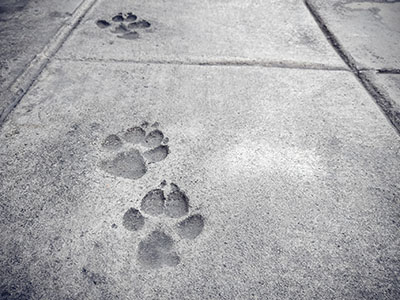 Cat footprints