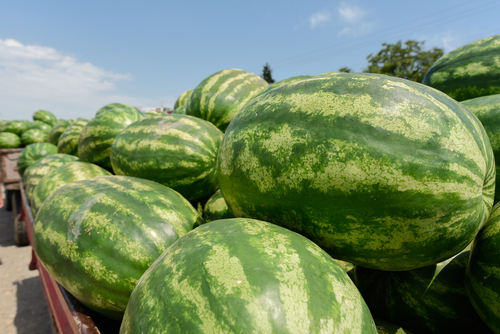 Watermelon farm