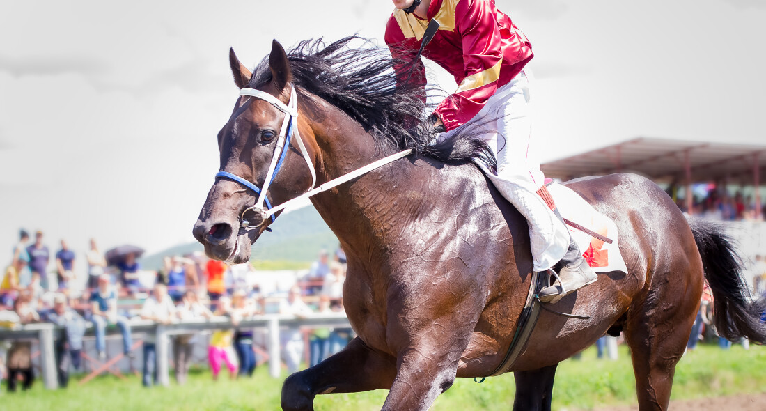 Kentucky derby horse